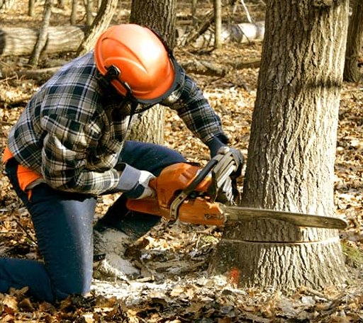 Tree Removal in Chestnut Ridge, PA